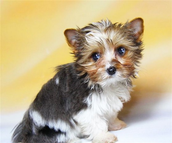 Blueberry sales yorkshire terrier