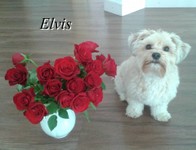 Elvis.jpg