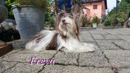 Freya ausgezogen.jpg