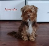 Mercedes ausgezogen.jpg