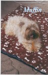 Muffin.jpg