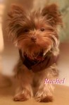 Rachel.jpg